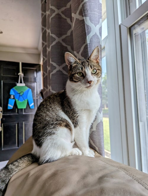 LOVE (PS) - Tabby / Domestic Short Hair available for adoption