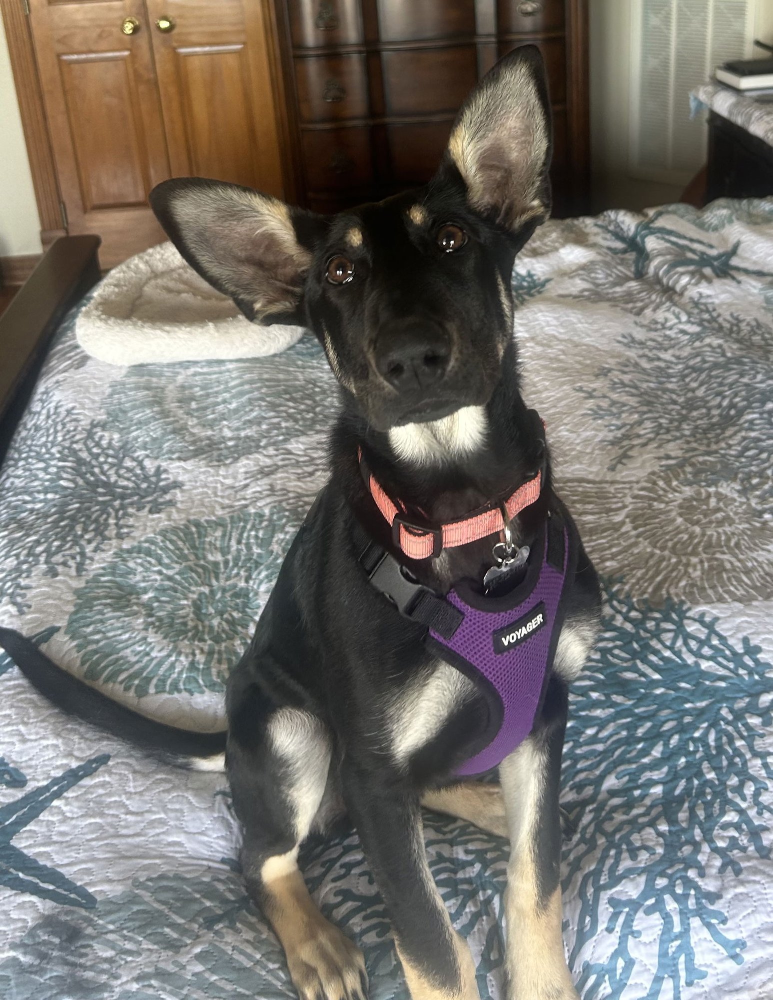 ROWDY - Doberman Pinscher / German Shepherd Dog available for adoption