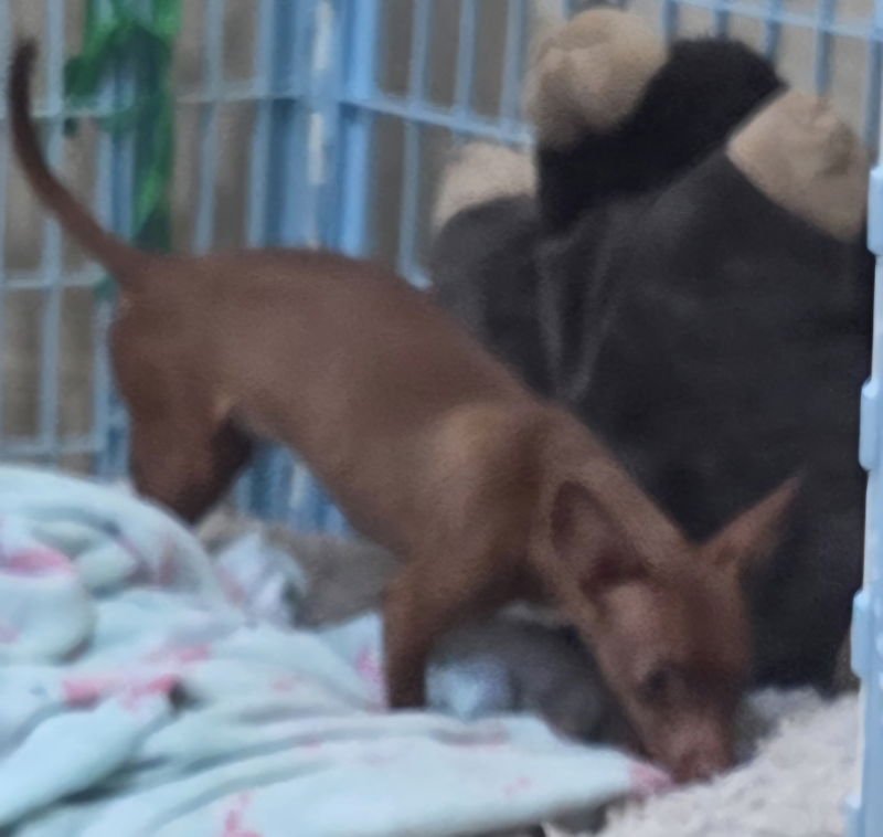 PIPPI - Chihuahua / Dachshund available for adoption