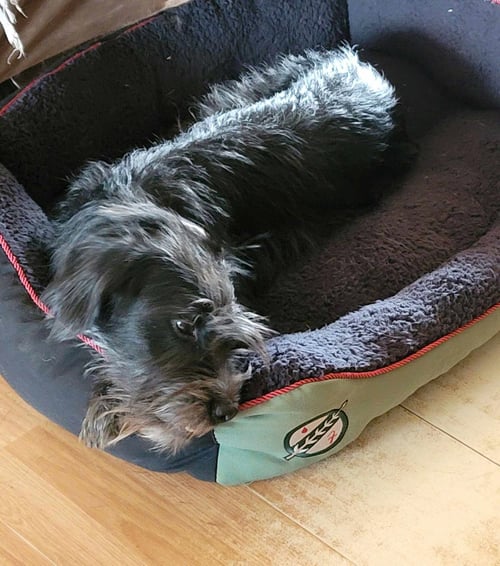 KENICKIE - Terrier / Poodle (unknown type) for adoption in Tucson