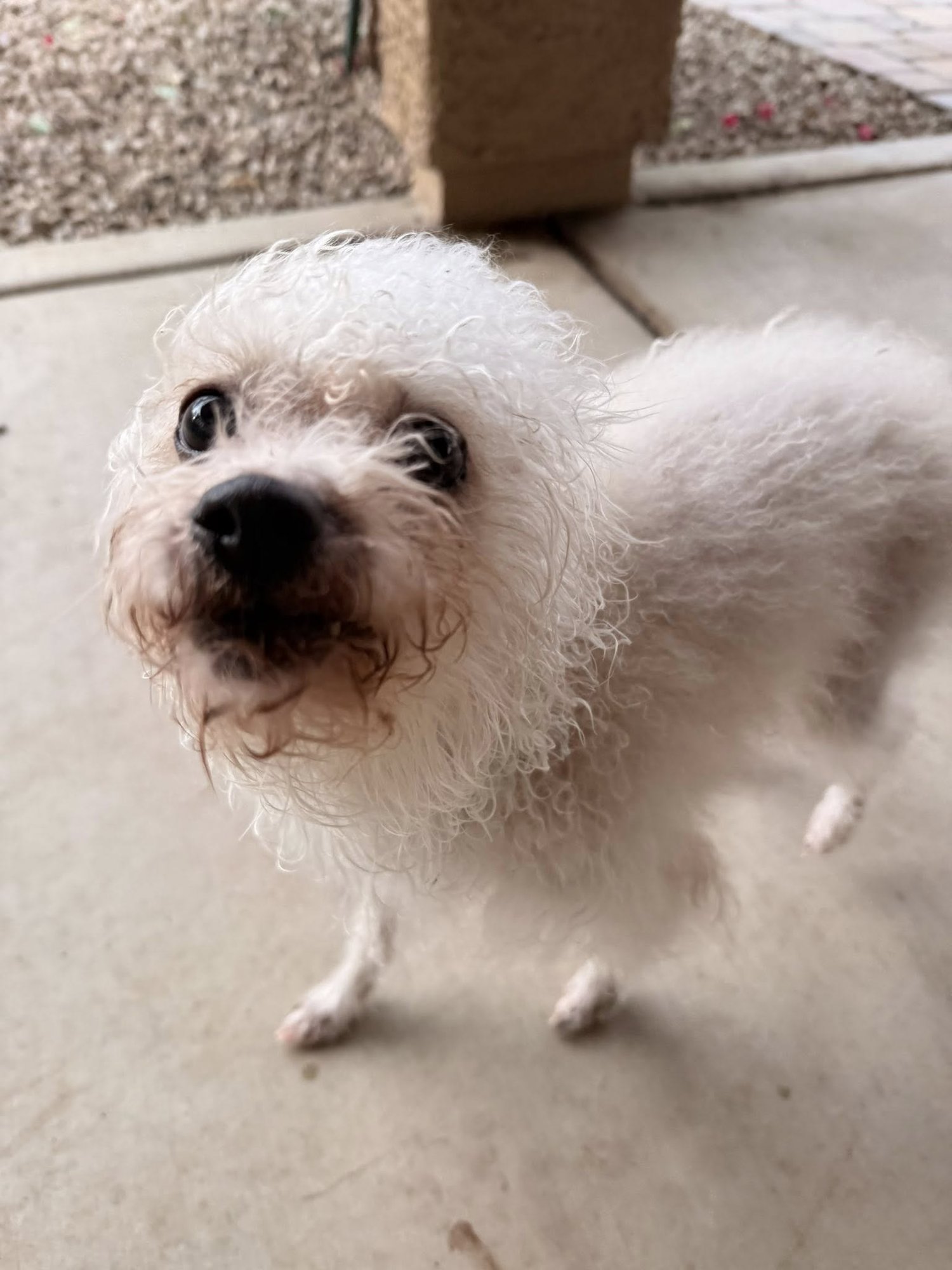 BUNNY - Bichon Frise / Chihuahua for adoption in Tucson
