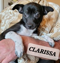 Clarrisa - Photo 5