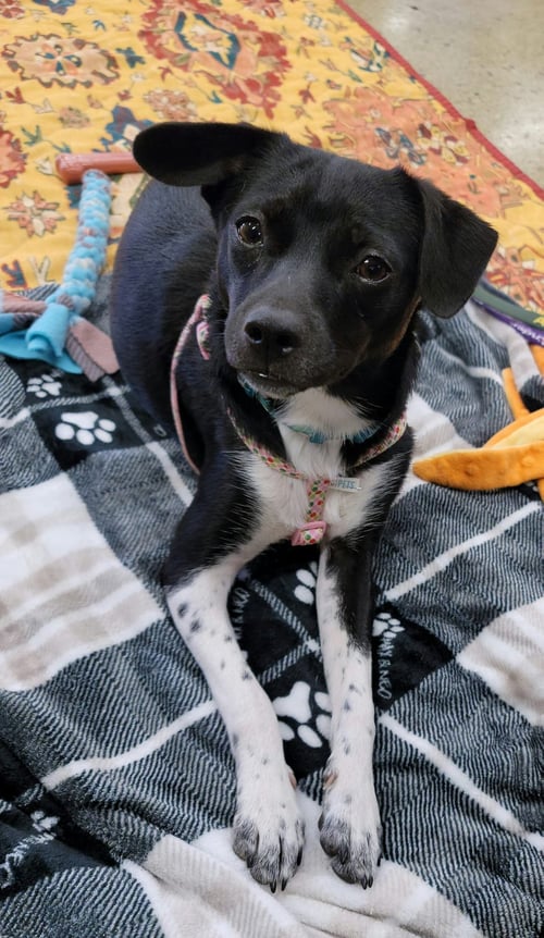 CLARRISA - Chihuahua / Terrier for adoption in Tucson