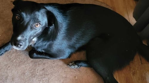 DOODY AKA DODIE - Poodle (unknown type) / Cattle Dog for adoption in Tucson