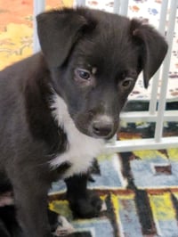 Doody aka Dodie - Photo 3