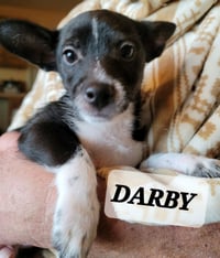 Darby - Photo 6