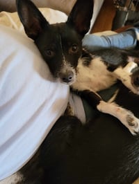 Darby - Photo 8