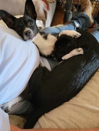 Darby - Photo 7