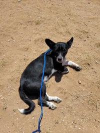 Darby - Photo 5