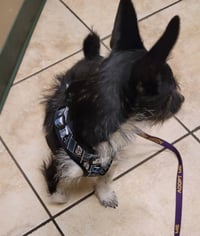 Darby - Photo 3