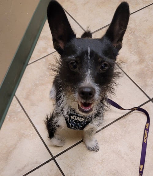 DARBY - Chihuahua / Terrier for adoption in Tucson