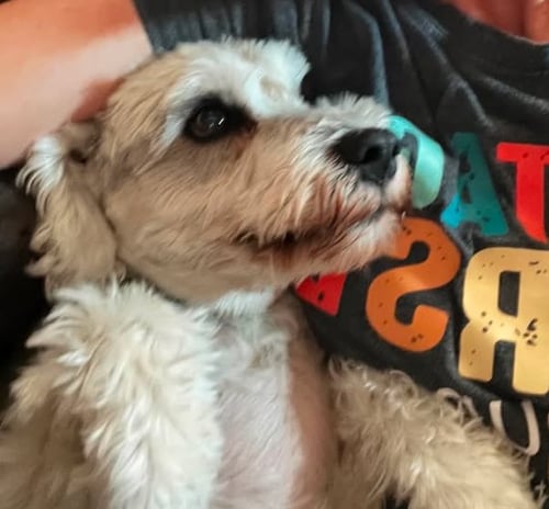 JAX - Schnauzer available for adoption