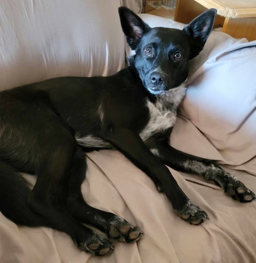 VI - Poodle (unknown type) / Cattle Dog for adoption in Tucson