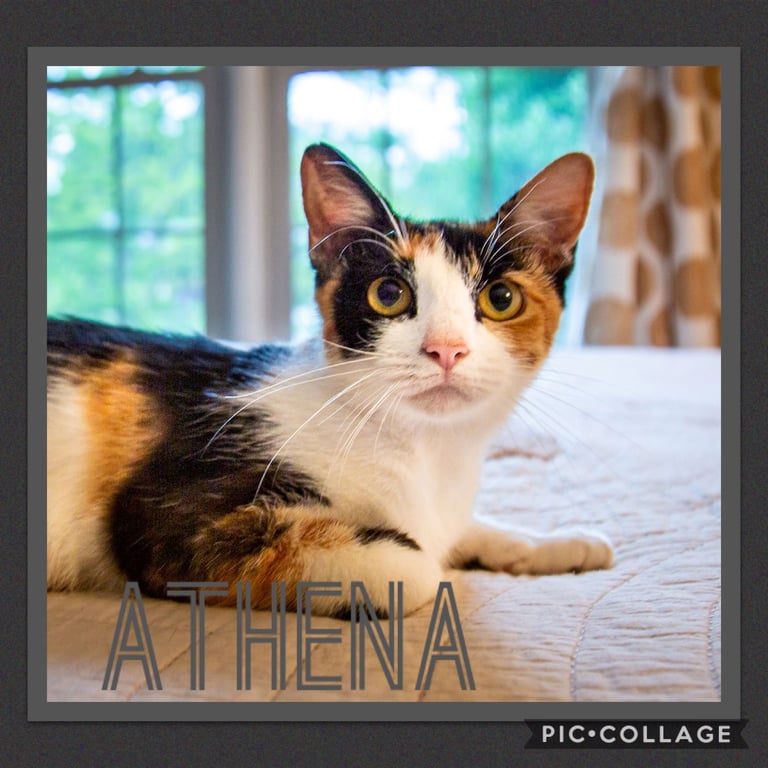 Momma Athena Image