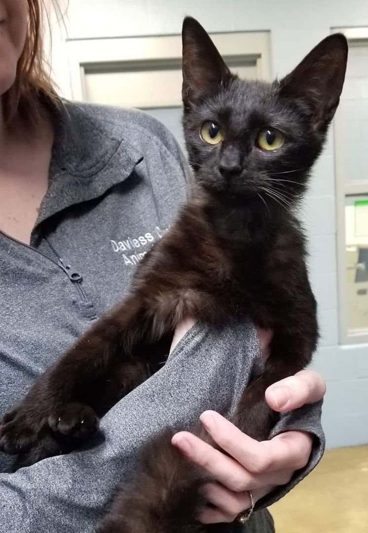 ELLIE RAE - Domestic Short Hair available for adoption