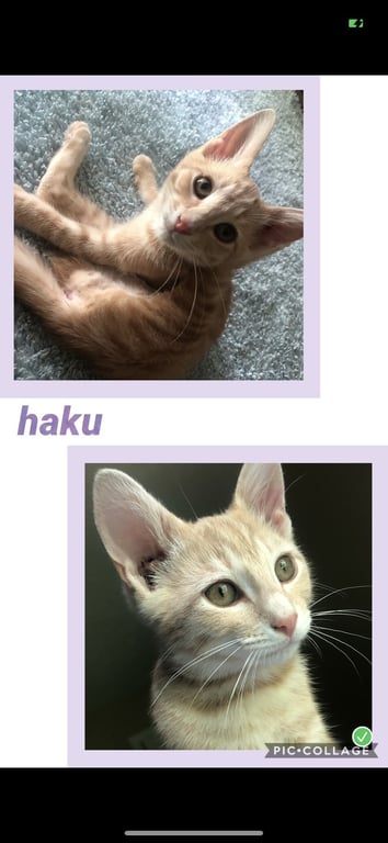 Haku Image