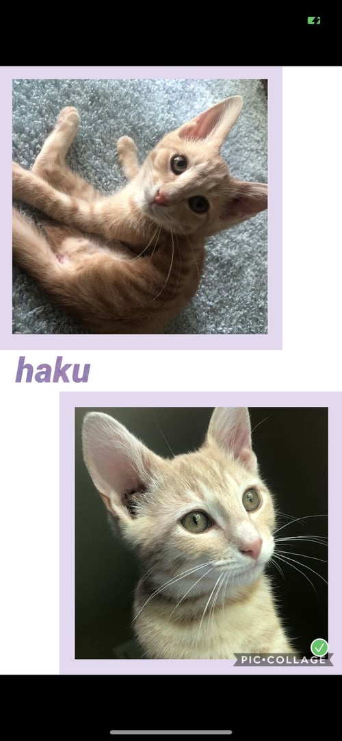 HAKU - Tabby available for adoption