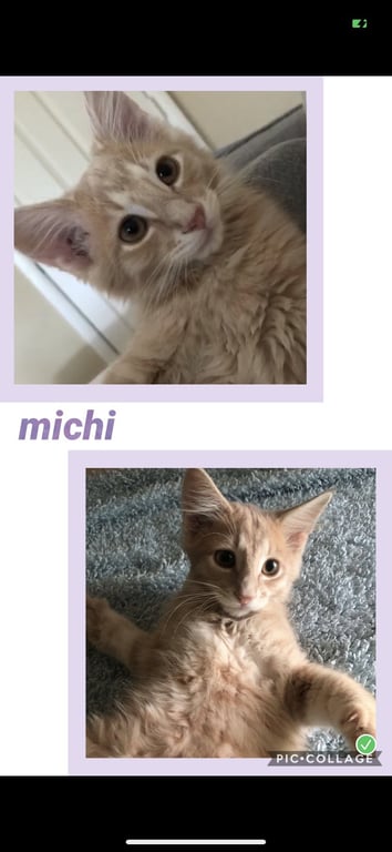 Michi Image