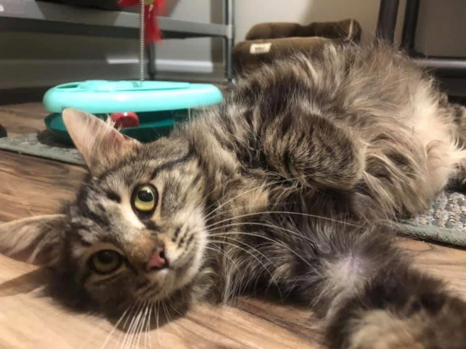 JOLENE - Domestic Medium Hair / Tabby available for adoption