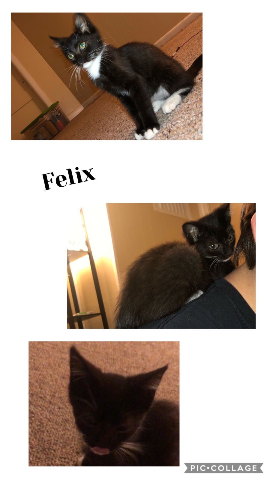 FELIX - Domestic Short Hair available for adoption