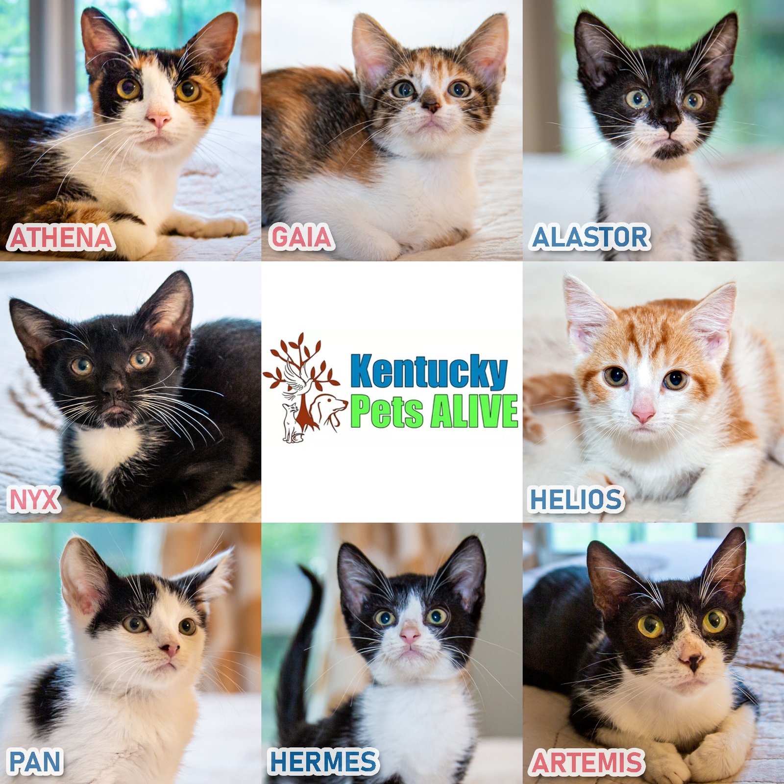 MOMMA ATHENA - Torbie available for adoption