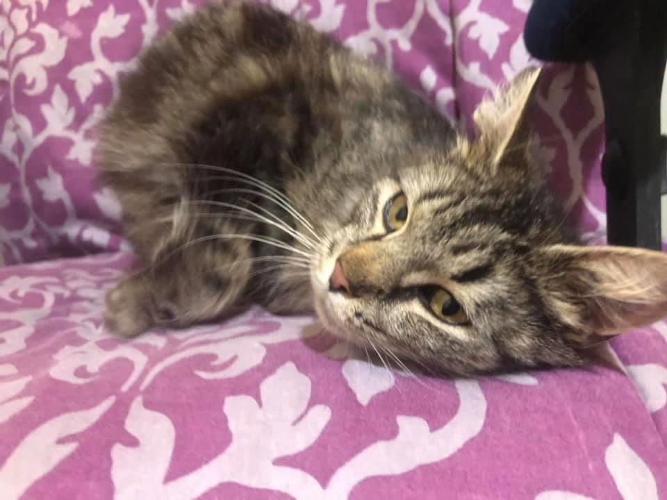 JOLENE - Domestic Medium Hair / Tabby available for adoption