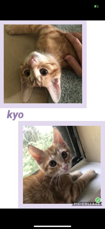 Kyo Image