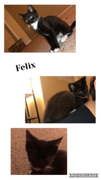 Felix - Photo 1