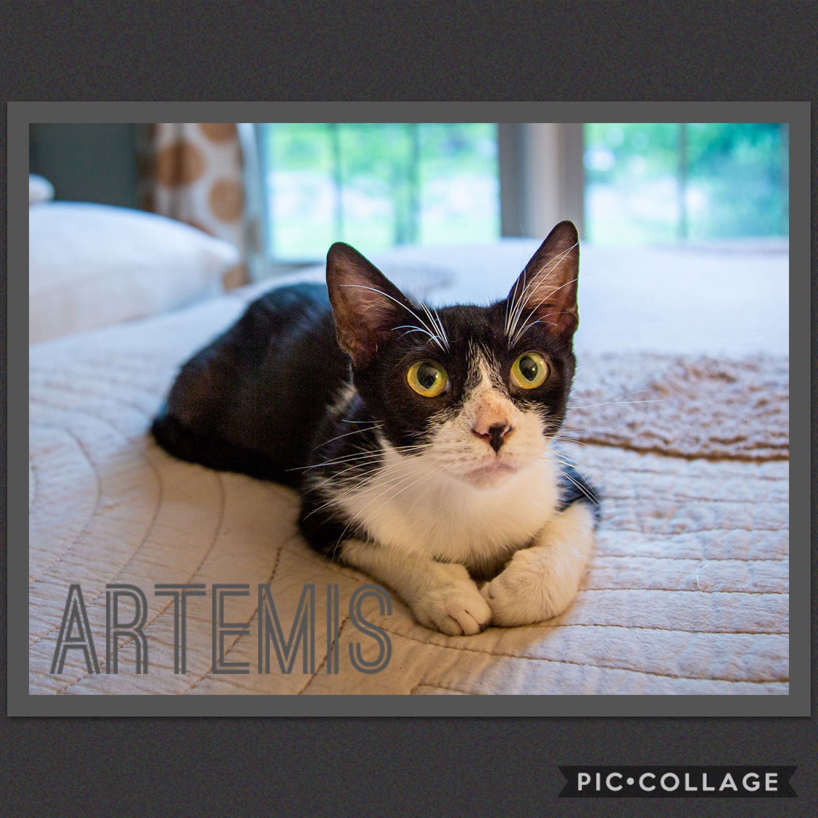 ARTEMIS