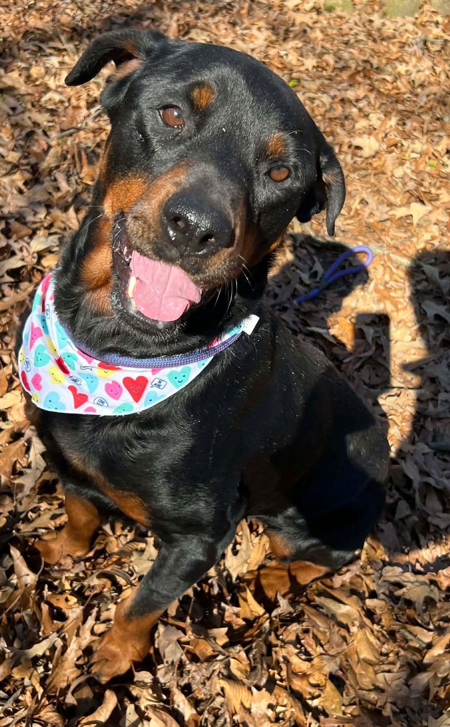 SHANNON - Rottweiler available for adoption