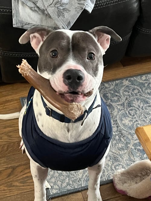 NILES - Pit Bull Terrier available for adoption