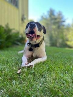 NILES - Pit Bull Terrier available for adoption