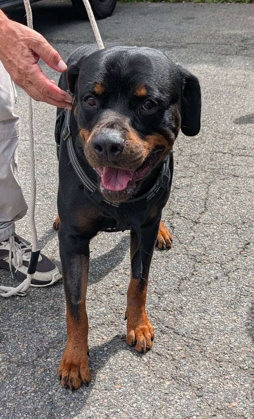 KING - Rottweiler available for adoption