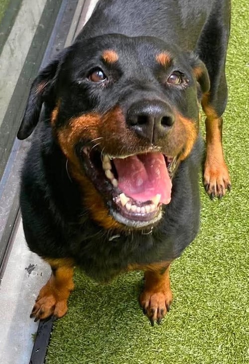 POPPY - Rottweiler available for adoption