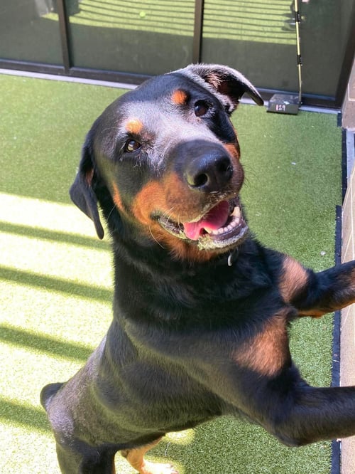 POPPY - Rottweiler available for adoption