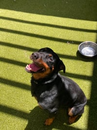 Poppy - Photo 3
