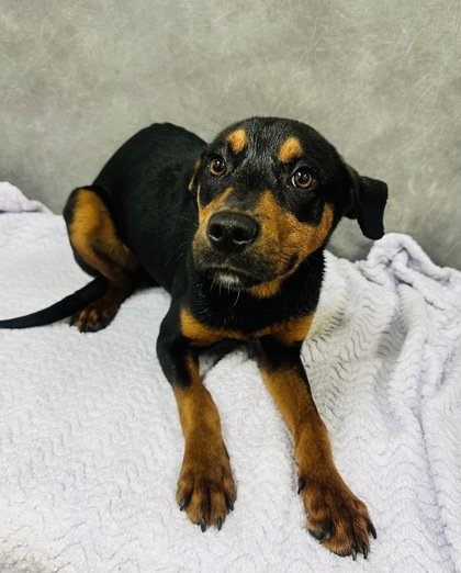 CONNOR - Rottweiler available for adoption
