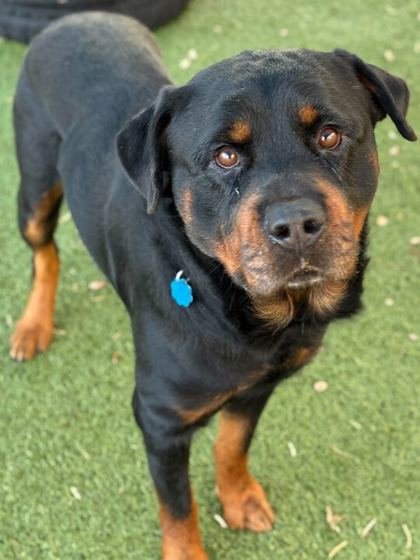 DEXTER - Rottweiler available for adoption