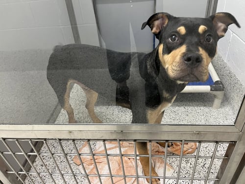 AUSTIN - Rottweiler available for adoption