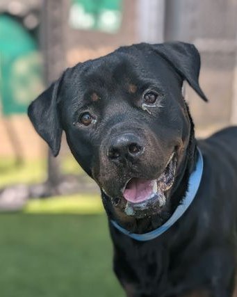 CLYDE - Rottweiler available for adoption