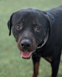 Clyde - Photo 2