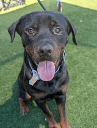 Clyde - Photo 4