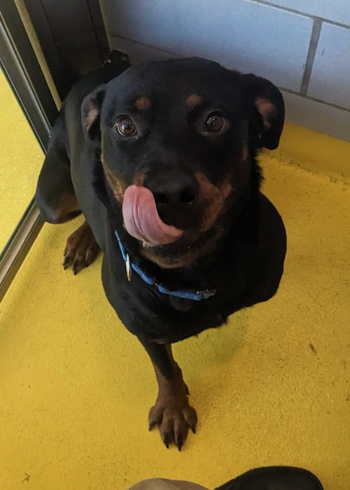 BELLA - Rottweiler available for adoption