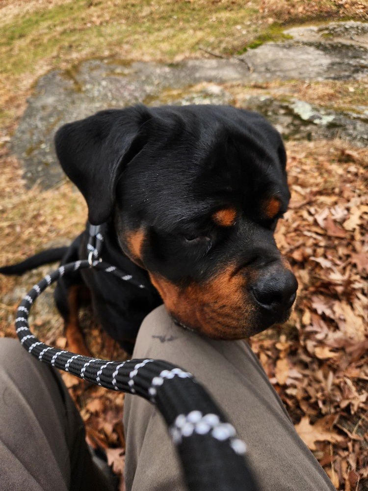 GOLIATH-COURTESY POST - Rottweiler for adoption in Concord