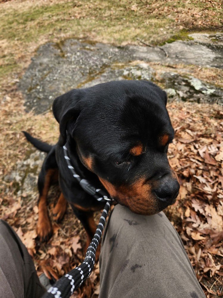 GOLIATH-Courtesy post - Photo 2