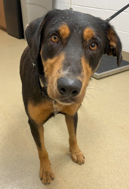 RUPERT - Rottweiler available for adoption