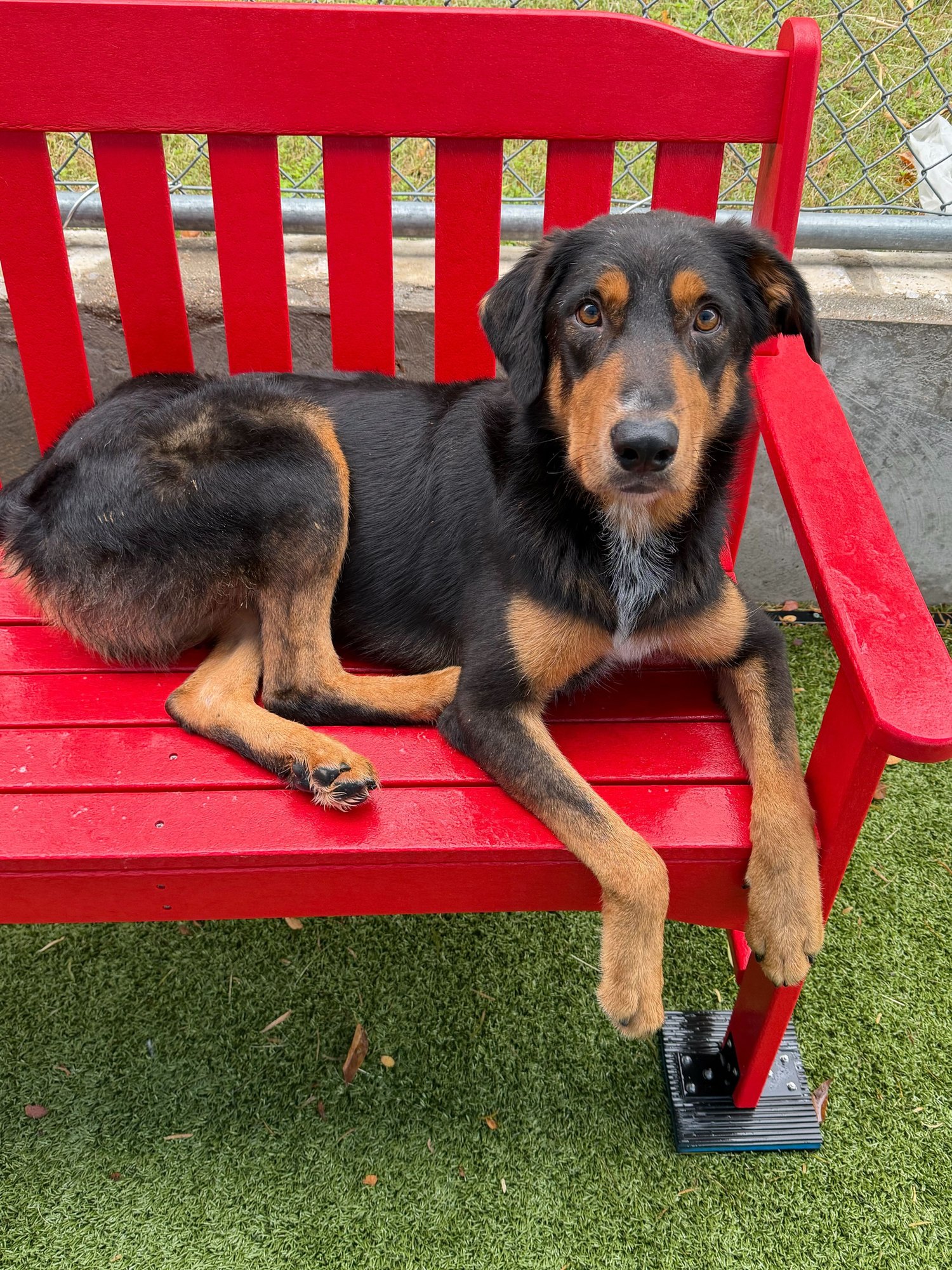 RUPERT - Rottweiler available for adoption