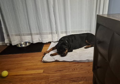 BELLA RUTH - Rottweiler available for adoption