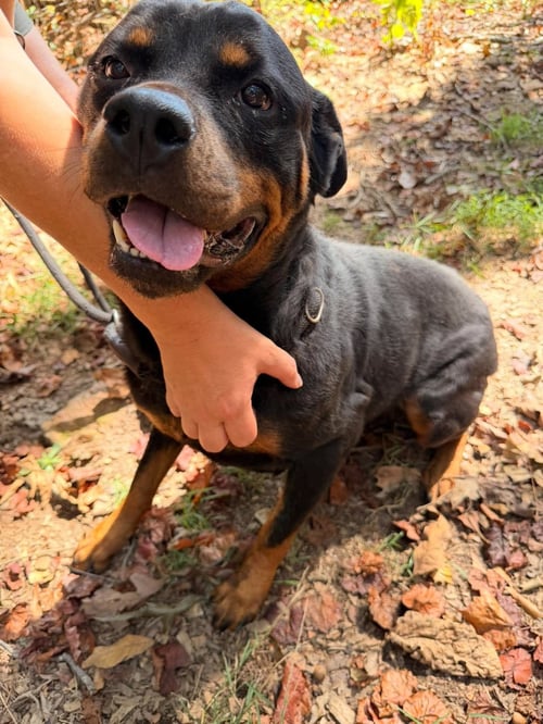 BELLA RUTH - Rottweiler available for adoption