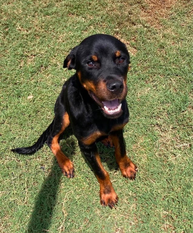 Ellie Image